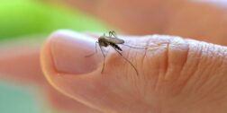 Foto: internet / Mosco transmisor de la enfermedad de dengue.