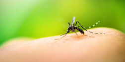 Foto: internet / Hay más de 3 mil probables y tres fallecimientos confirmados por dengue.