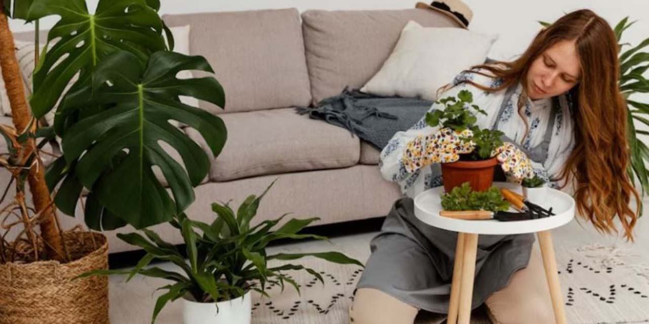 ¿Plantas marchitas? Aprovecha la cáscara de sandía como fertilizante natural