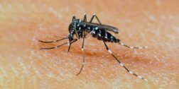 Alerta el IMSS ante la proliferación del mosquito transmisor del dengue.