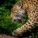 Jaguar muere atropellado sobre la carretera en Playa del Carmen-Tulum