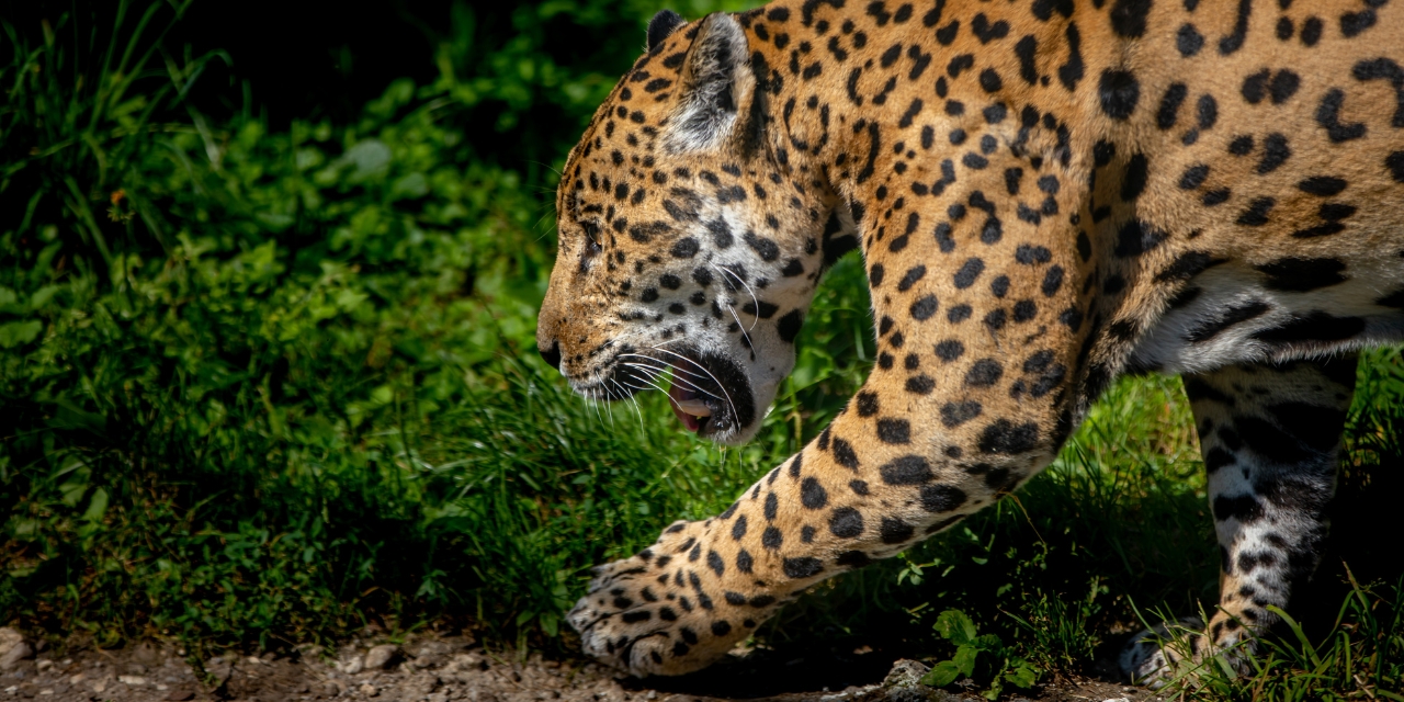 Jaguar muere atropellado sobre la carretera en Playa del Carmen-Tulum | El Imparcial de Oaxaca