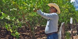 Foto: Adrián Gaytán / La producción de limón en Oaxaca mejora en el primer cuatrimestre del año.
