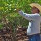Se recupera en Oaxaca la producción de limón