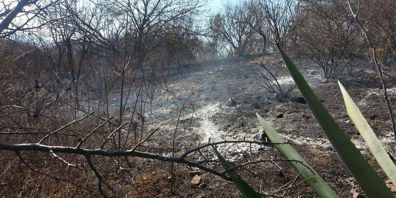 Los incendios forestales, la deforestación y el crimen organizado están acabando con los bosques del estado.
