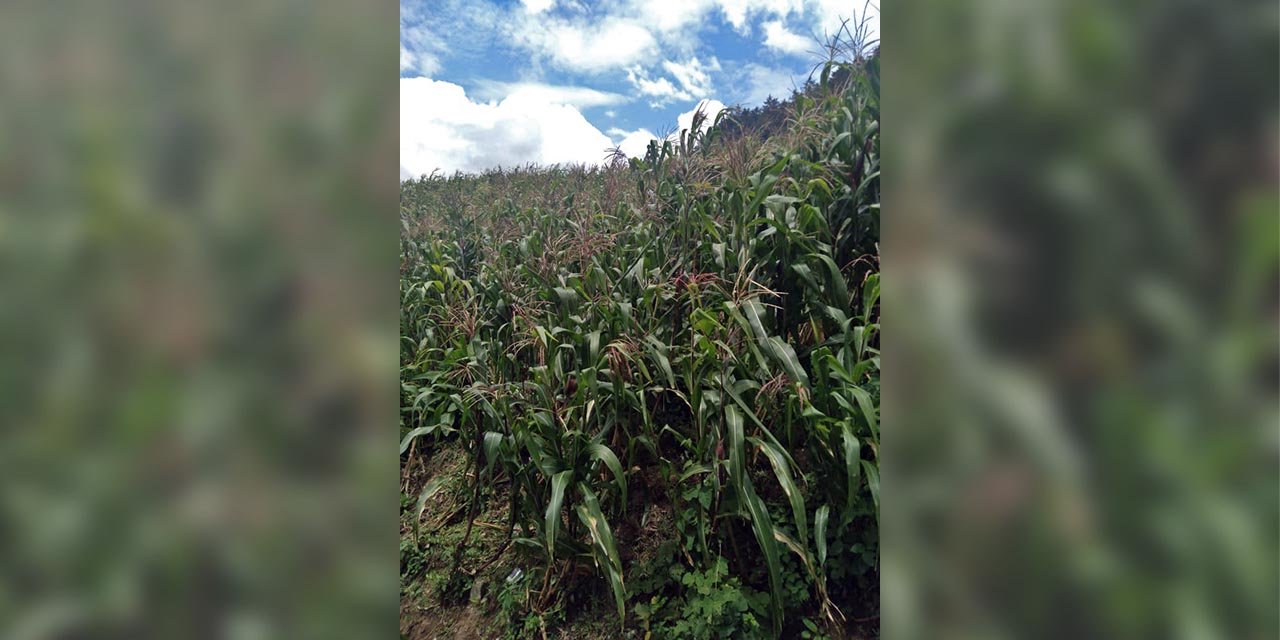 Retraso de lluvias en la Mazateca afectó crecimiento de las milpas | El Imparcial de Oaxaca