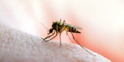 Foto: internet / Mientras el mosquito transmisor ataca, denuncian desinterés de SSO por combatir el dengue.