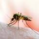 Desacertado combate al dengue: SNTSA