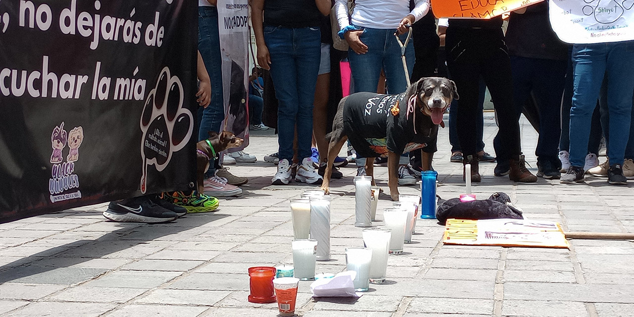 Con Mazapán, animalistas exigen freno al maltrato animal | El Imparcial de Oaxaca