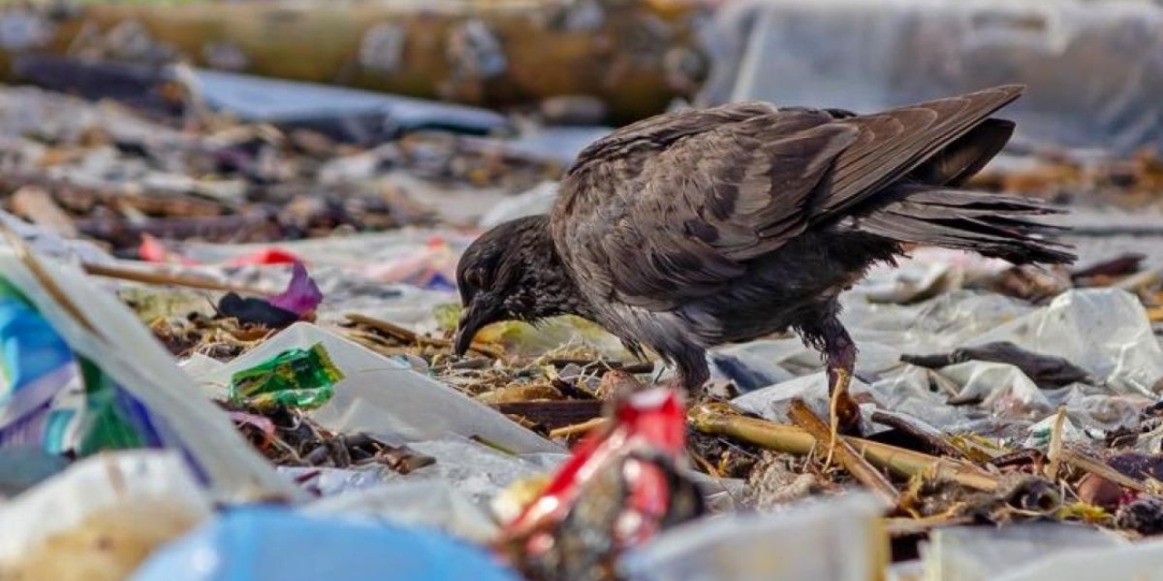 Aves realizan sus nidos con residuos sólidos | El Imparcial de Oaxaca