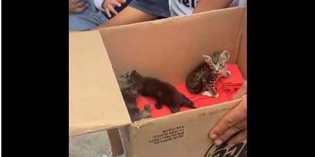 Perro salva a tres gatitos de morir asfixiados | El Imparcial de Oaxaca
