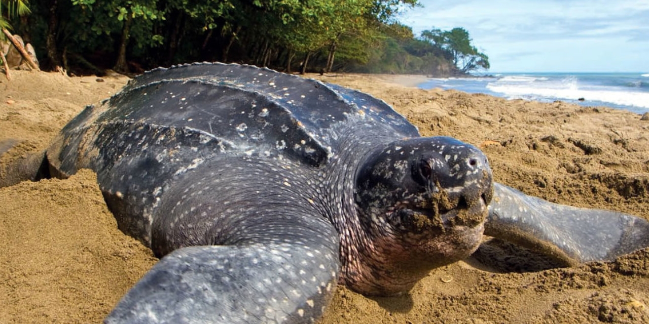 57 tortugas laúd nacen en Quintana Roo | El Imparcial de Oaxaca