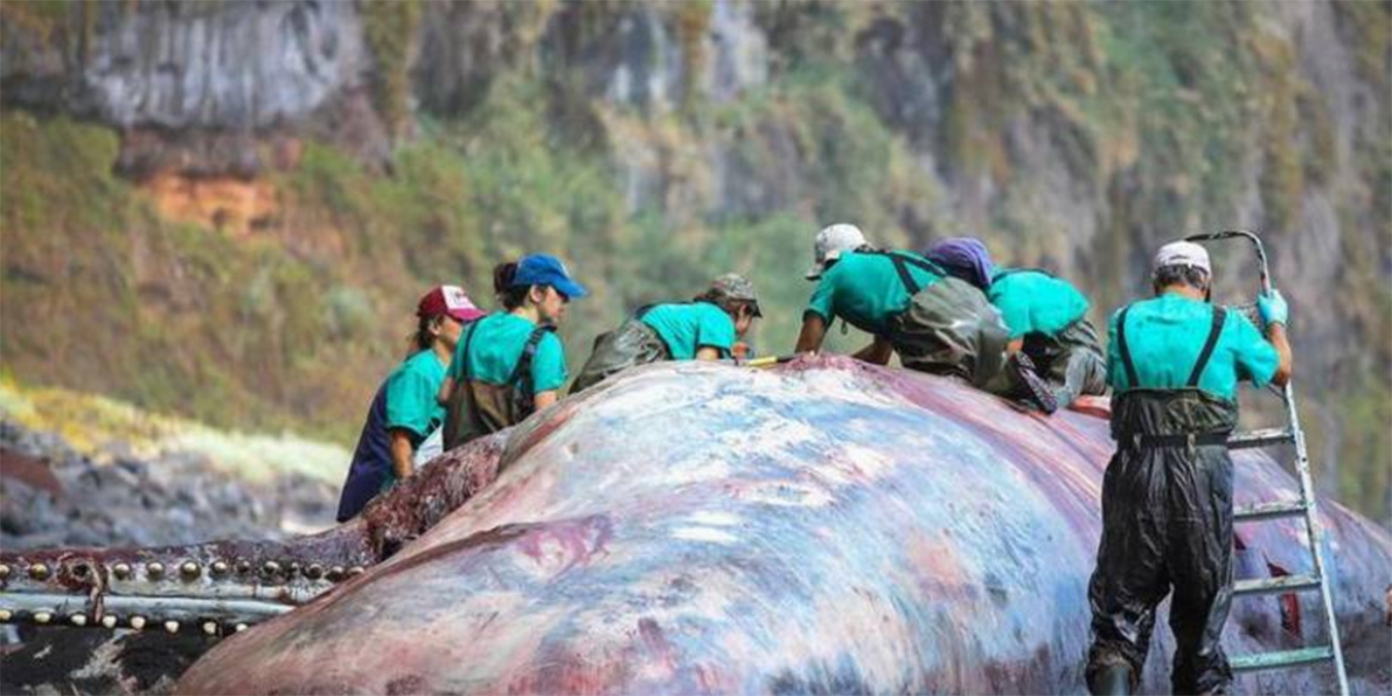 Hallan “tesoro” de 500.000 euros en un cachalote muerto en las Islas Canarias | El Imparcial de Oaxaca