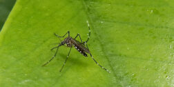 Foto: ilustrativa / Mosco transmisor del dengue