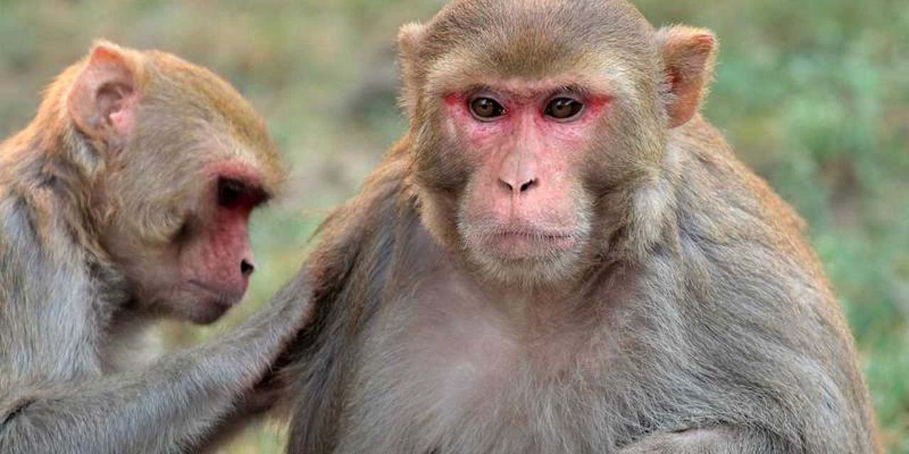 El sexo entre macacos machos resulta ser más común | El Imparcial de Oaxaca