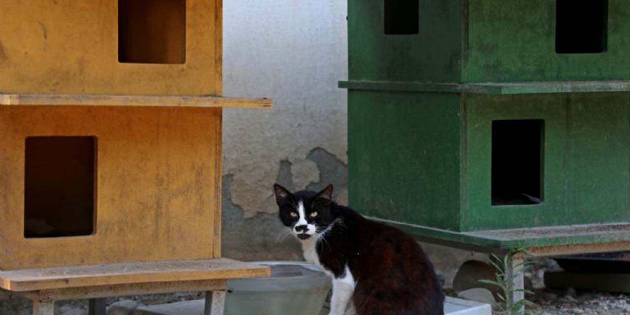 Mutación del coronavirus amenaza la población felina en Chipre | El Imparcial de Oaxaca