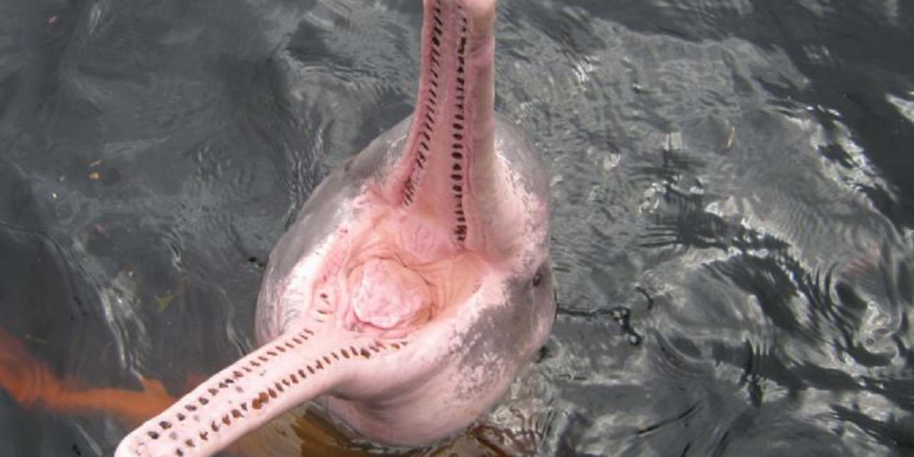  VIDEO: Delfines rosados avistados en el Golfo de México sorprenden a un pescador | El Imparcial de Oaxaca