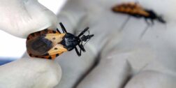 Foto: internet / En un año la enfermedad de Chagas repunta en 33%