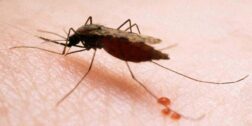 Foto: internet / A diferencia del vector portador del dengue, el zancudo del paludismo se cría en agua dulce de poca profundidad