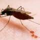 Confirma SSA nuevo caso de paludismo; se acumulan dos 