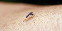 Foto: internet / Mosco transmisor del dengue y zika.