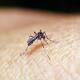 Irrefrenable aumento de dengue; señalan probable caso de zika