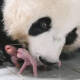 Nacen los primeros pandas gemelos en Corea del Sur