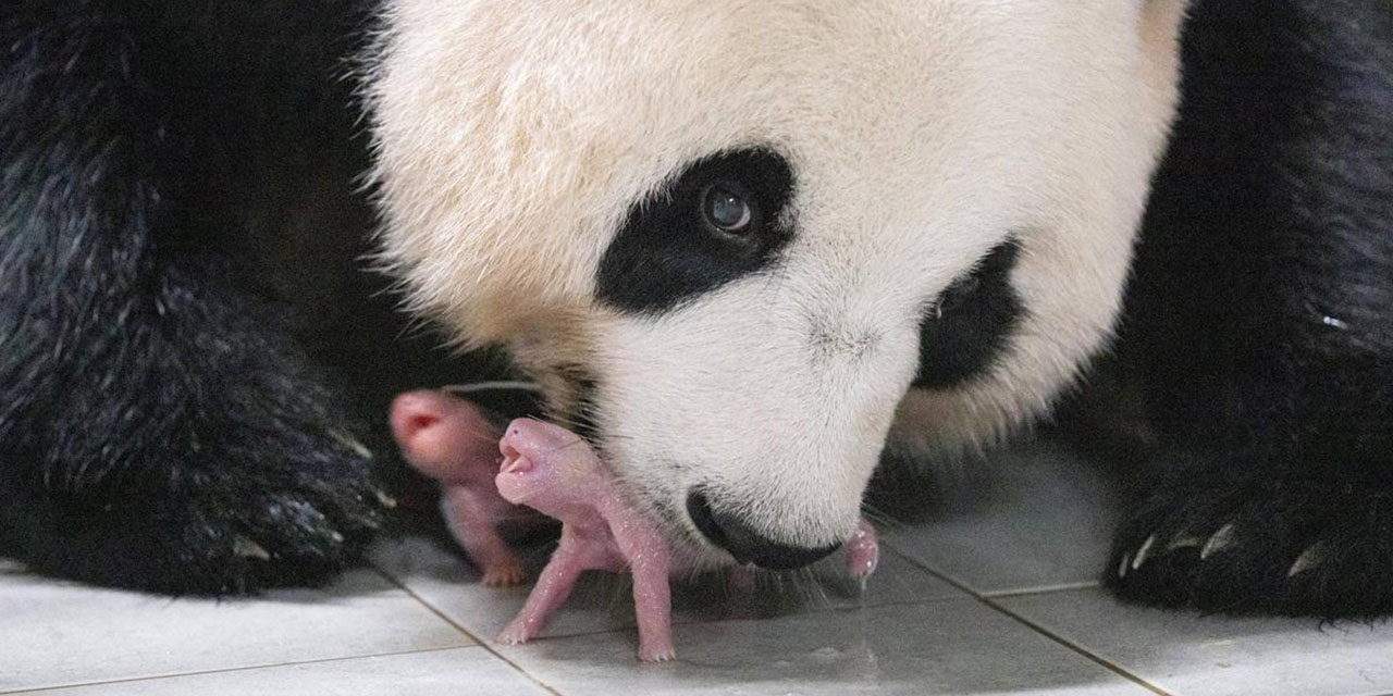 Nacen los primeros pandas gemelos en Corea del Sur | El Imparcial de Oaxaca