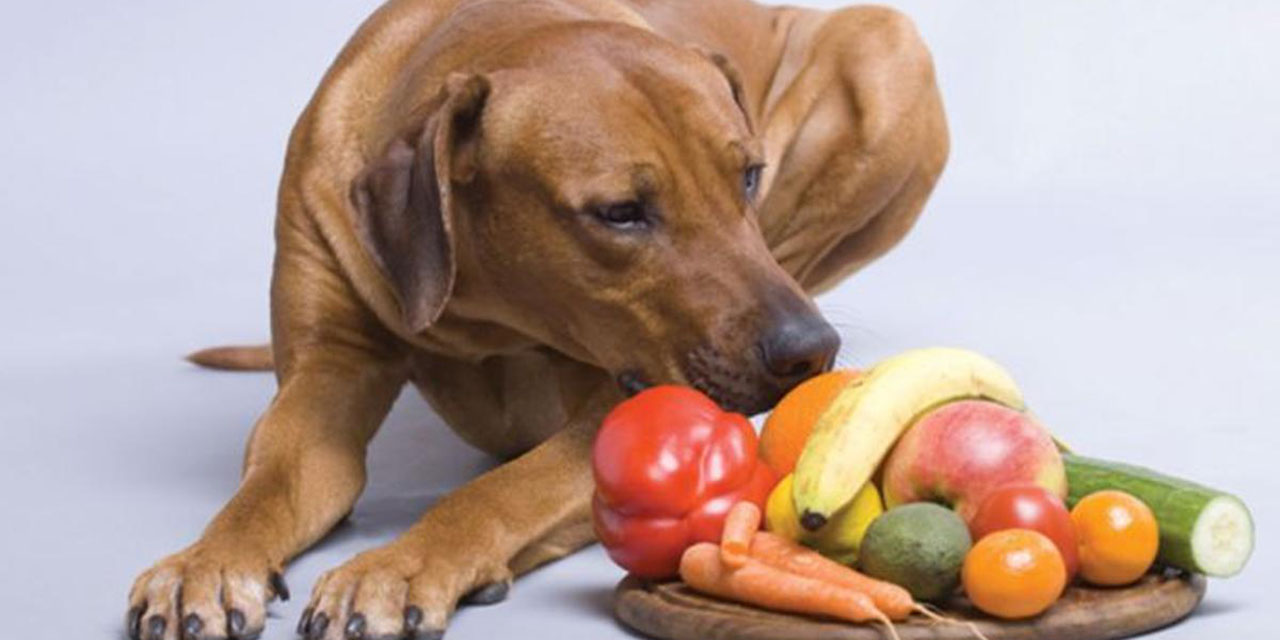 Frutas y verduras saludables para tu perro | El Imparcial de Oaxaca