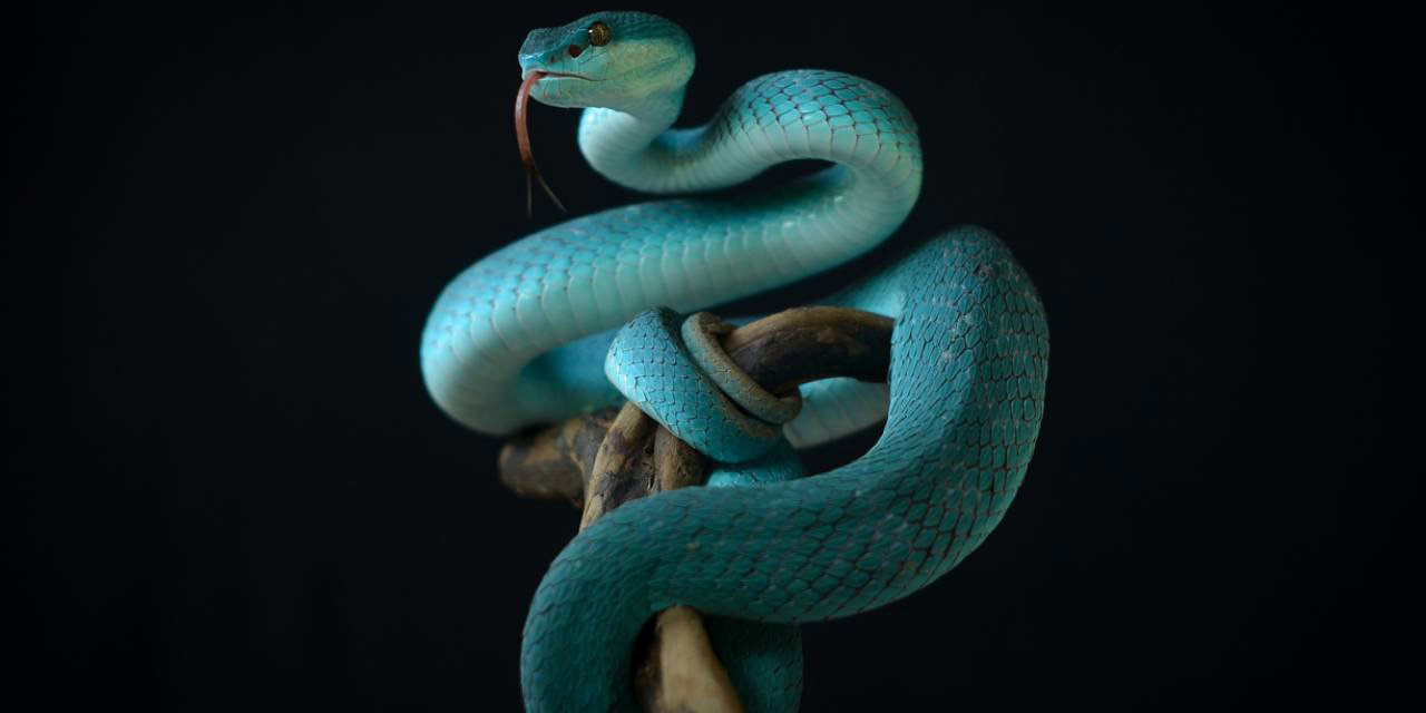  El calentamiento global  podría incrementar las mordeduras de serpiente