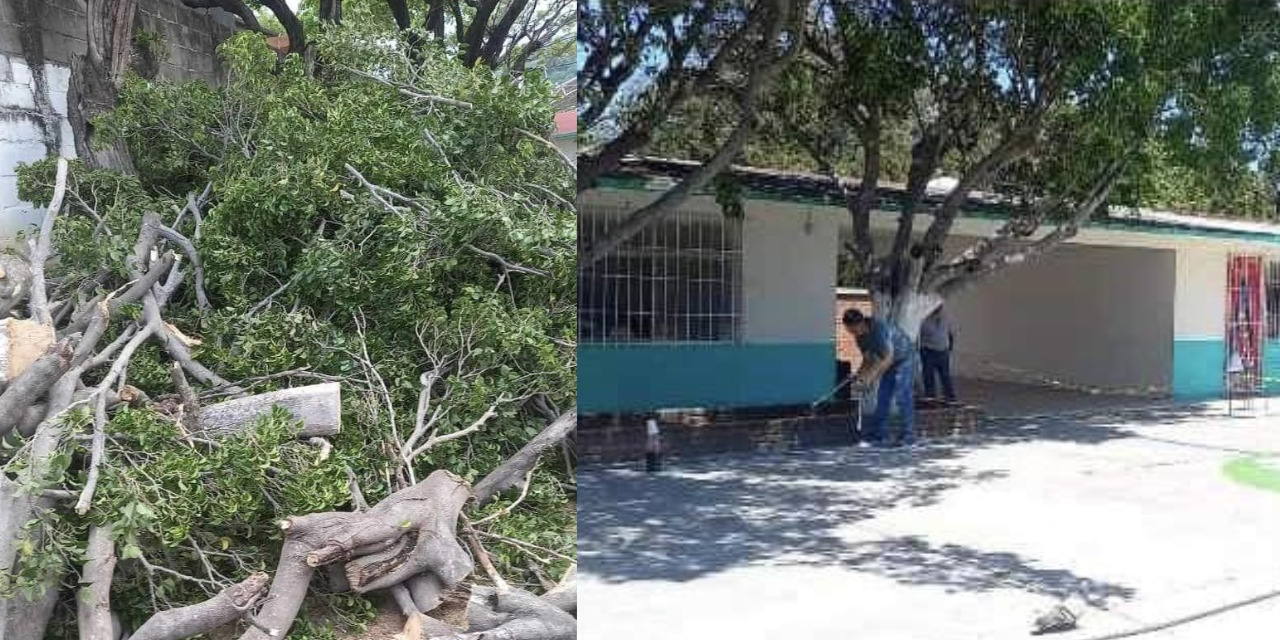 Talan árboles en escuela y padres de familia se inconforman | El Imparcial de Oaxaca