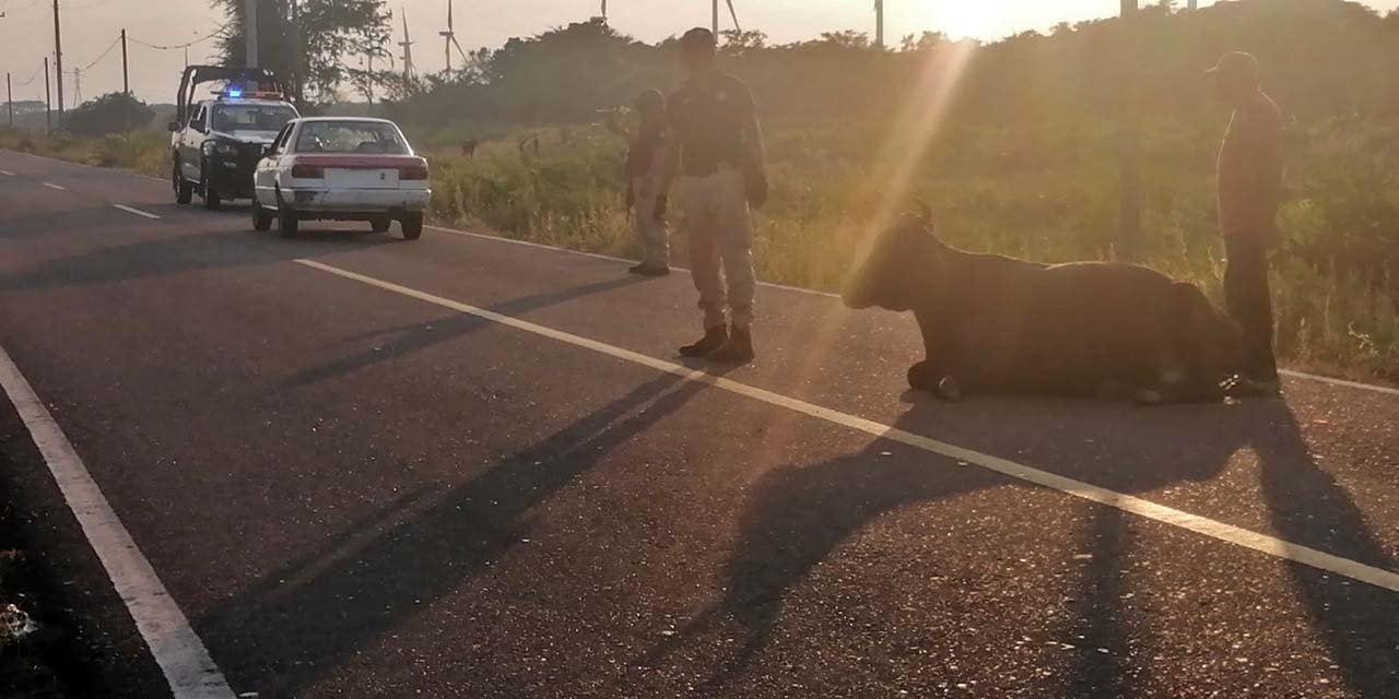 Taxista atropella a un bovino en carretera de Juchitán