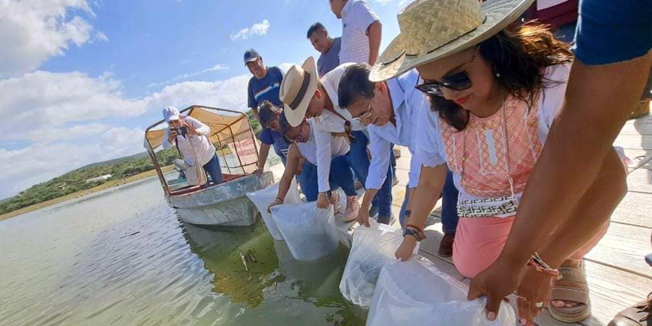 Ayuntamiento y SEFADER fortalecen la actividad pesquera en Yosocuta con la liberación de 100 mil crías de mojarra tilapia en la presa Lázaro Cárdenas.