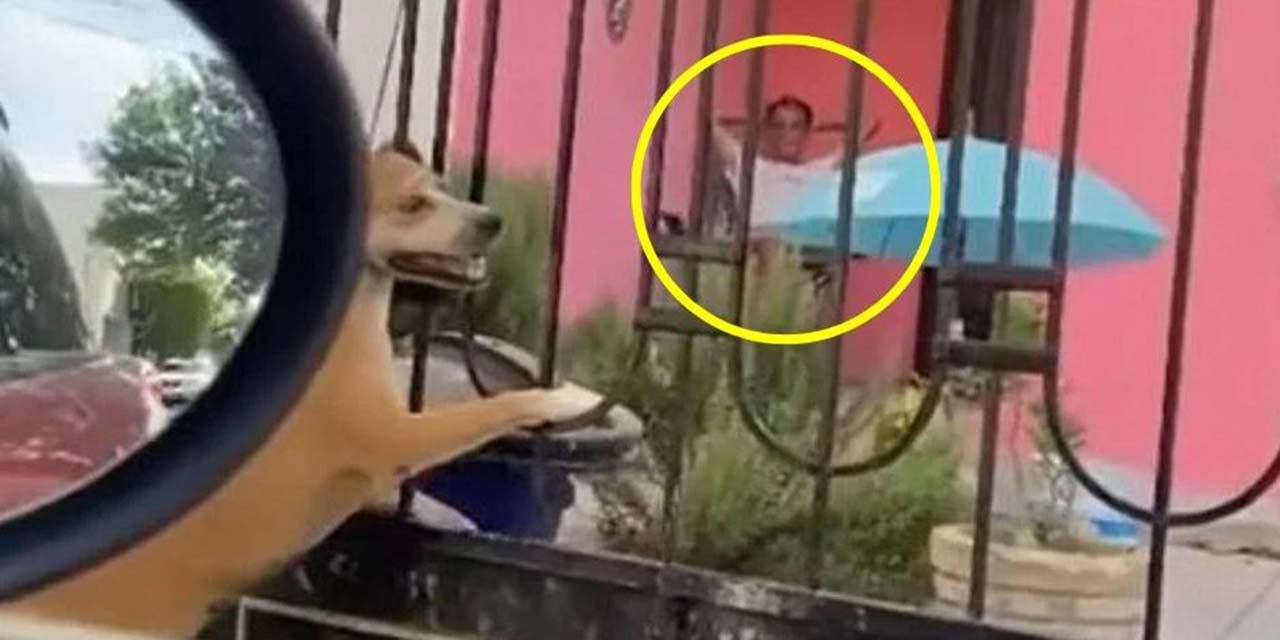 Hombre asesina cruelmente a su perrita en Monterrey: cuelga al animal y observa su agonía