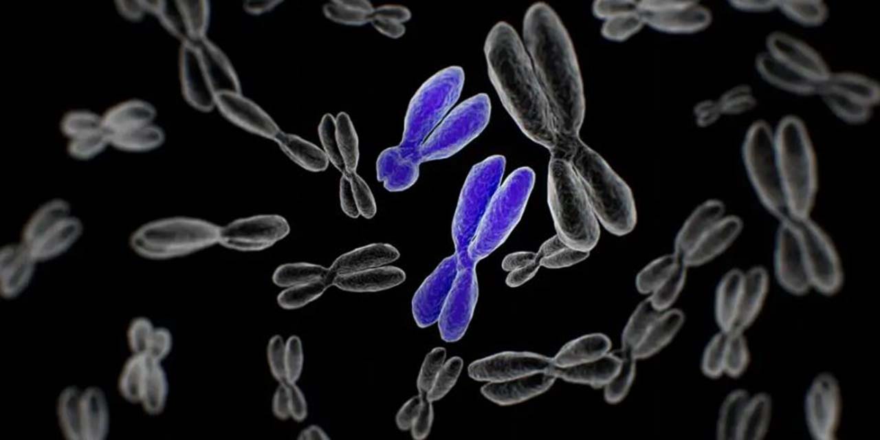 Completa secuenciación del cromosoma Y: un avance clave en genómica human | El Imparcial de Oaxaca