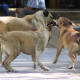 Cuestiona APAOAX esterilización caninas y felinas en la capital