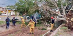 Las fuertes lluvias derribaron varios árboles en diversas partes de la ciudad de Huajuapan de León.