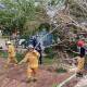 Dejan fuertes vientos y lluvia en Huajuapan, árboles caídos