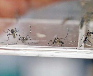 Mosquito transmisor de enfermedades como el dengue o zika.