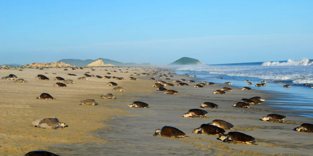 Foto: Archivo El Imparcial / Prevén el arribo de un millón de tortugas en La Escobilla y Chacahua.
