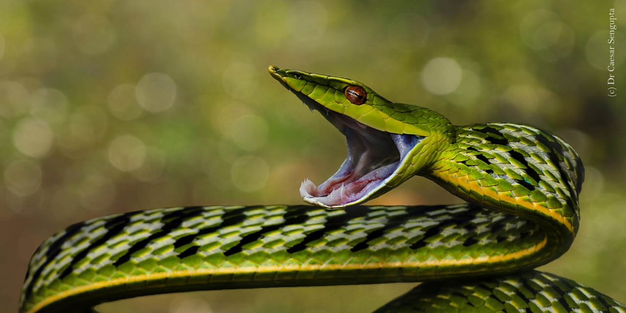 Científicos documentan el conocimiento ancestral sobre serpientes del Amazonas | El Imparcial de Oaxaca