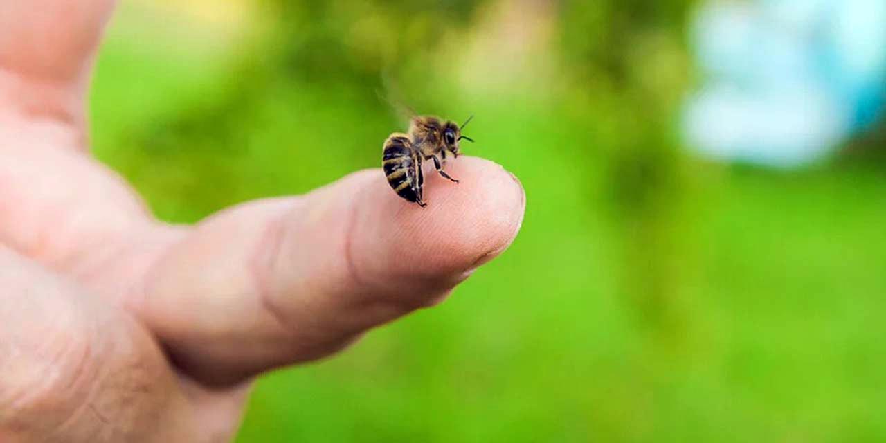 Foto: internet / Uso indiscriminado de insecticidas, agroquímicos y mal manejo del control en las colmenas afecta a las abejas