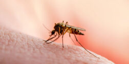 Foto: internet / Las autoridades de salud exhortaron a la población a redoblar esfuerzos en las medidas de prevención de dengue