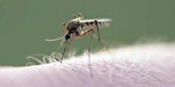 Foto: ilustrativa / Exhortan a tomar medidas para prevenir la enfermedad de dengue.