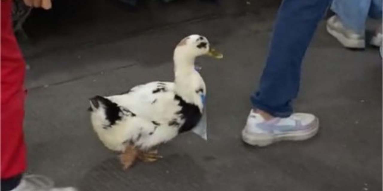 Patito vendedor de agua conquista las calles de la Ciudad de México y se vuelve viral | El Imparcial de Oaxaca