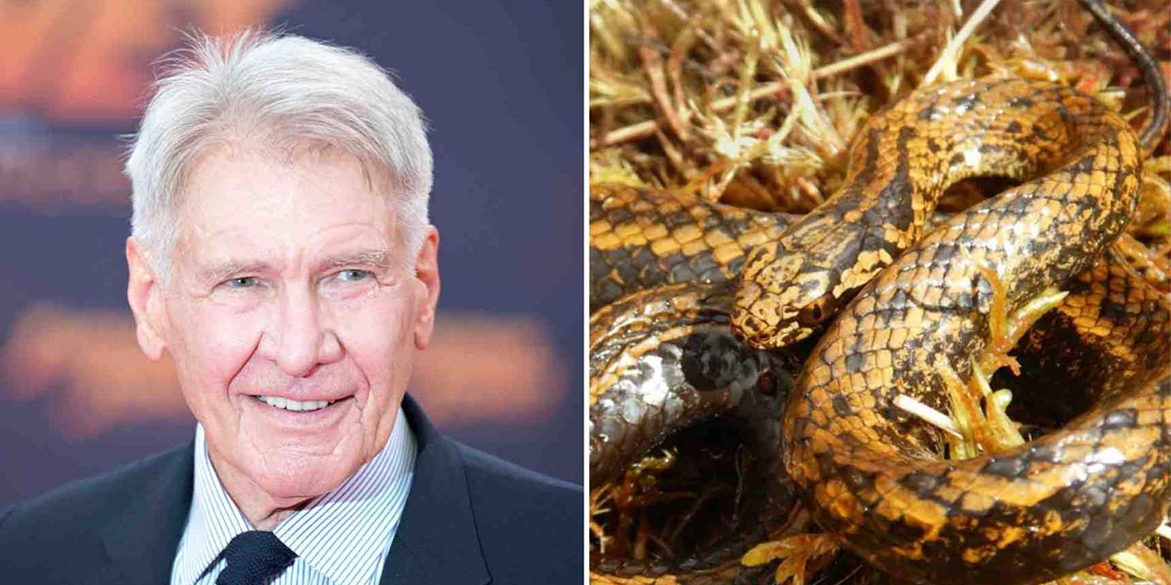 Serpiente Descubierta en Perú Recibe el Nombre de Harrison Ford | El Imparcial de Oaxaca