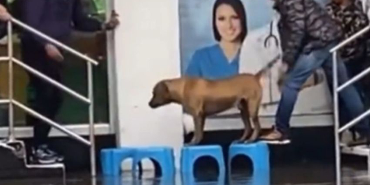 Ayudan a perrito a cruzar una inundación con puente improvisado
