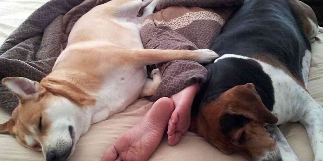 Por estas razones a los perros les gusta dormir en la cama con sus dueños | El Imparcial de Oaxaca