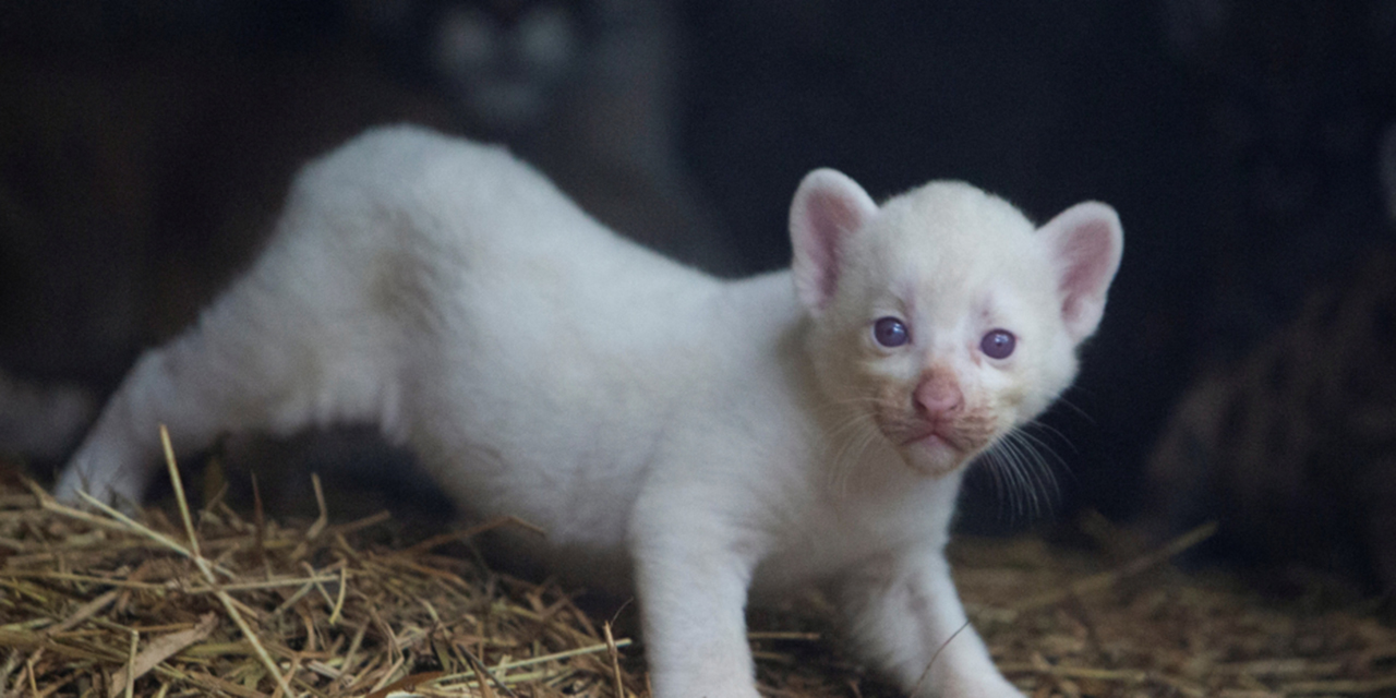 Nace un puma albino zoológico de Nicaragua | El Imparcial de Oaxaca