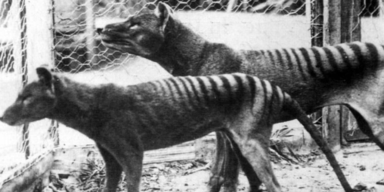 Recuperan ARN del extinto tigre de Tasmania: Paso crucial hacia la comprensión de especies desaparecidas | El Imparcial de Oaxaca